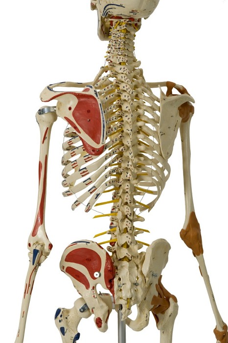 Szkielet człowieka - Model Rüdiger-Anatomie A206.1