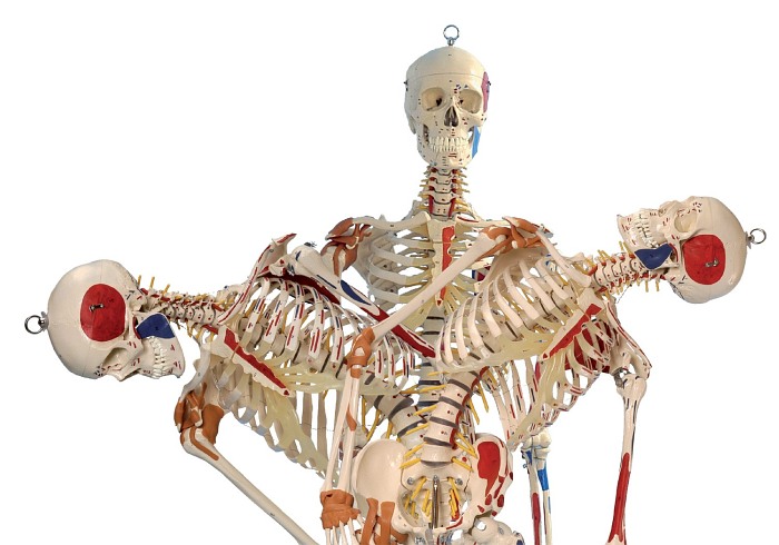 Szkielet człowieka - Model Rüdiger-Anatomie A206.1