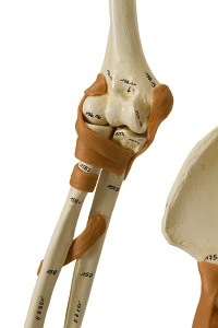 Szkielet człowieka - Model Rüdiger-Anatomie A206.1