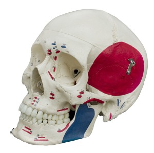 Szkielet człowieka - Model Rüdiger-Anatomie A206.1
